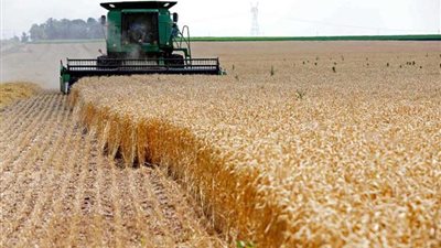 ننشر قرار التجارة بحظر تصدير القمح والفول والعدس والمكرونة لمدة 3 أشهر 