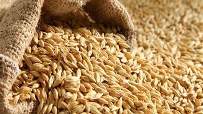 شعبة الأزر: 1000 جنيه تراجعا في سعر الطن خلال أسبوع