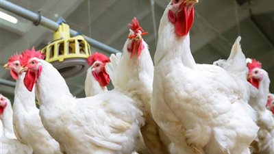 شعبة الدواجن: ارتفاع مرتقب في الأسعار بعد زيادة الذرة والصويا 4 آلاف جنيه للطن