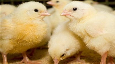 ممارسات تهدد بالنفوق الجماعي للكتاكيت.. منتجي الدواجن يحذر