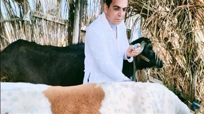 بيطري البحيرة: تحصين 1800 طائر ضد إنفلونزا الطيور