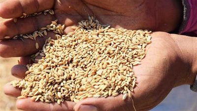 سعر طن الأرز الشعير اليوم.. الشعبة: حالة استقرار في الأسعار قبل عيد الأضحى