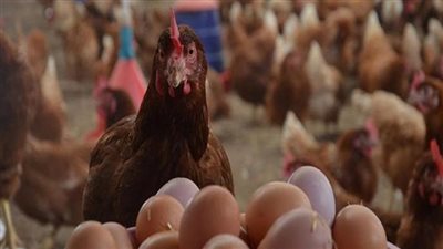 أسعار الدواجن والبيض اليوم الأحد 10 أبريل 2022