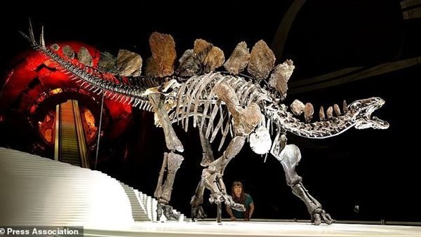 الستيجوصورات