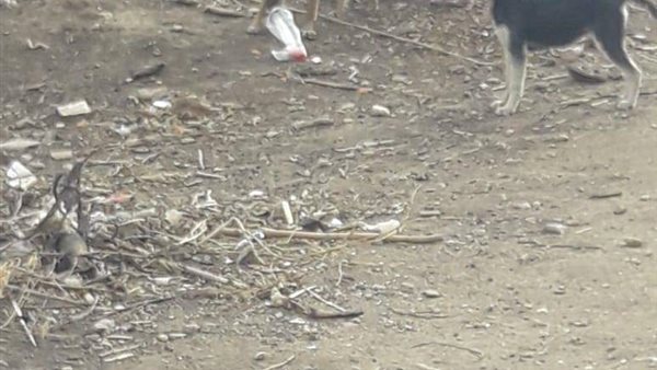 الكلاب الضالة