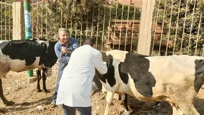 للمزراعين.. خطوات الحصول على قرض البتلو من البنوك