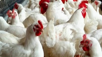 أسعار الدواجن البيضاء اليوم الجمعة 19 أغسطس 2022