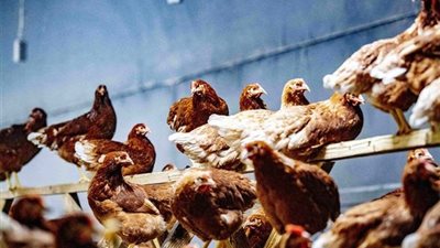 إعدام ملايين الدواجن في فرنسا بعد تفشي إنفلونزا الطيور غربًا