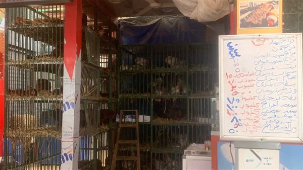 أسعار الدواجن والطيور