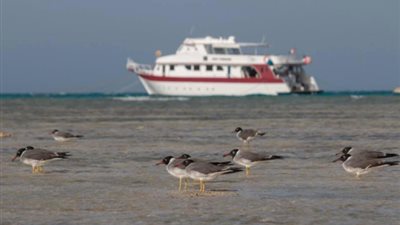 البيئة: رصد الأنواع المهددة بالانقراض بمحمية وادي الجمال للحفاظ عليها