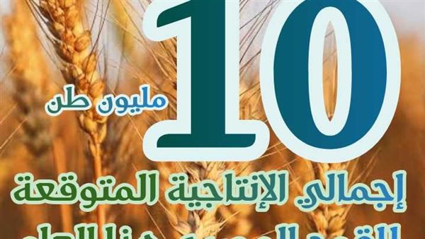 محصول القمح 