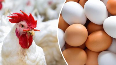  لأول مرة.. أسعار الفراخ البيضاء والكتاكيت تتخطي هذا الحاجز.. والبيض بـ 135 جنيها داخل بورصة الدواجن