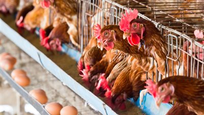 اتحاد منتجي الدواجن يزف بشرى سارة للمواطنين بشأن أسعار الدواجن والبيض