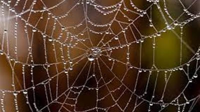  حرير العنكبوت يمكن أن يثبت البروتين القاتل للسرطان | دراسة حديثة