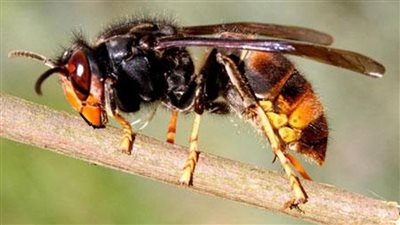 2025 عام الحشرات.. تحذير بريطاني عاجل من دبابير ضخمة وعدوانية تهدد المنازل 