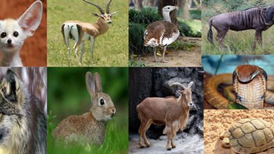 أزهري: الحفاظ على البيئة يدخل الجنة