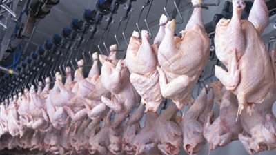 مبادرة لطرح ألف طن دواجن بـ 105 جنيهات للكيلو | خاص