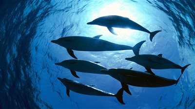 انتهاء 70% من تصوير فيلم وثائقي للترويج لمحميات البحر الأحمر| خاص 