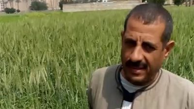 مزارع قمح بالجيزة: 2022 عام استثنائي للمحصول بعد زيادة سعر الأردب | بث مباشر