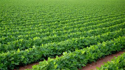 بعد موجة تقلبات الطقس.. الزراعة تصدر نشرة توصيات للمزارعين للحفاظ على المحصول من الأمراض 