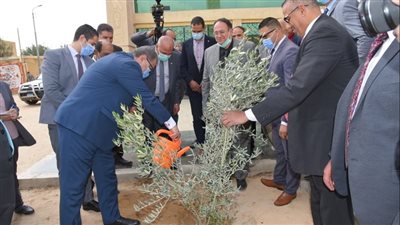 القوى العاملة: زراعة 1000 شجرة زيتون وليمون ضمن مبادرة هنجملها بالبحيرة