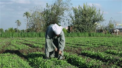 الزراعة تننفذ 169 مدرسة حقلية في 18 محافظة بمشاركة 650 خبيرا وباحثا | انفوجراف