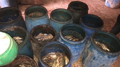 الزراعة: ضبط 5 أطنان لحوم وأسماك مملحة غير صالحة للاستهلاك الآدمي في الجيزة 