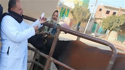 تحصين 510 رأس ماشية وضبط 1200 كجم ألبان غير صالحة للاستخدام ببني سويف 