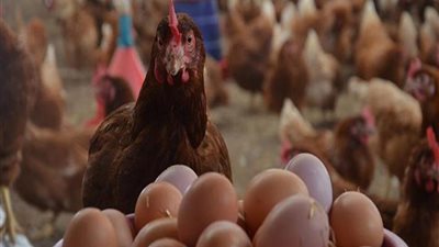 أسعار الدواجن والبيض اليوم الخميس 7-7-2022 في الأسواق