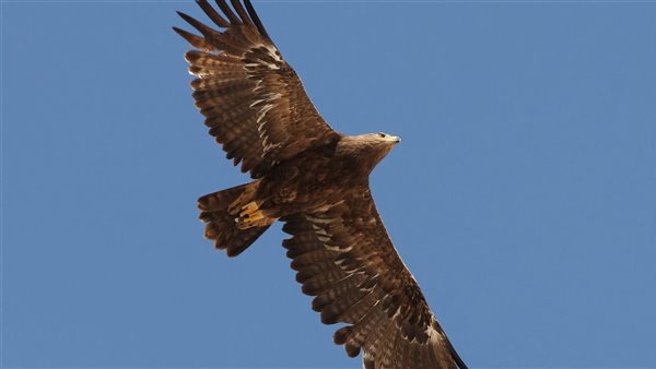 طائر عقاب السهول