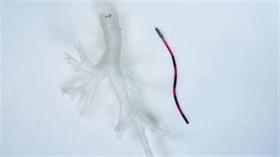 طي البروتين.. علاج فعال للحفاظ على ذاكرة طويلة المدى | دراسة