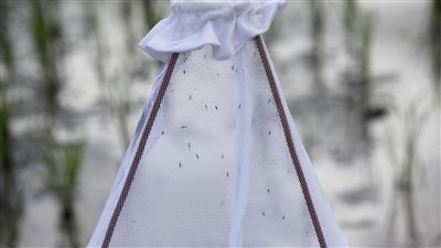 الحد من انتشار العدوى.. ناموسيات سرير جديدة يمكن أن تقلل الإصابة بالملاريا