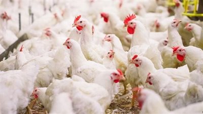 أسعار الدواجن والبيض في الأسواق اليوم الجمعة 30 سبتمبر 2022