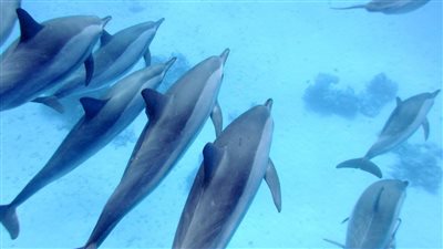 وسائل إعلام تركية: الحرب بين روسيا وأوكرانيا سبب في زيادة الدلافين 