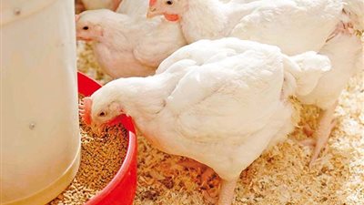 شعبة الدواجن: انخفاض أسعار طن الأعلاف لـ 13100 جنيه.. وكيلو الفراخ بـ 29