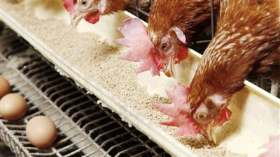 أسعار الدواجن والبيض اليوم السبت 8 أكتوبر 2022