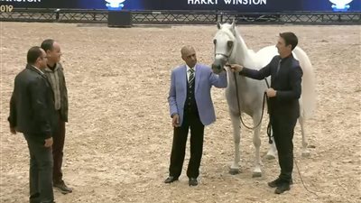 لقاء محمد حماد مع آل ثاني يطرح السؤال: هل ترغب قطر في دخول سوق الخيول المصرية عبر مزرعة البادية؟ (صور)