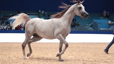 “القاهرة 24” يرصد أجمل اللقطات المصورة من معرض الفرس للجديدة بالمغرب “صور”