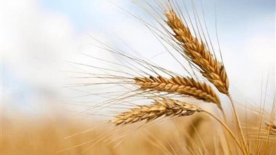 هل استوردت الحكومة شحنات قمح مصابة بالحشرات وبذور الحشائش؟.. مجلس الوزراء يجيب