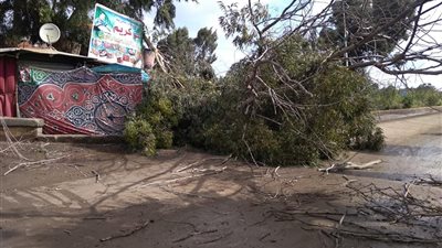 سقوط أشجار وأعمدة إنارة.. إصابة ثلاثة أشخاص بينهم حالتين في خطر بالدقهلية (صور)