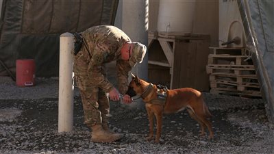دونالد ترامب: قُتل كلب صغير فقط فى عملية القضاء على أبو بكر البغدادي زعيم داعش