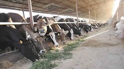 توفير المُهدر من صغار الأبقار والجاموس.. “الزراعة” توضح موقفها بشأن قرار حظر ذبح “البتلو”