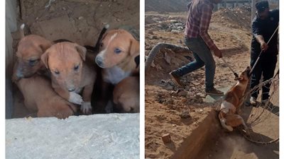 موت رحيم وليس قتلا.. أول رد من رئيس الجمعية المتهمة بقتل الحيوانات بالتجمع (صور)