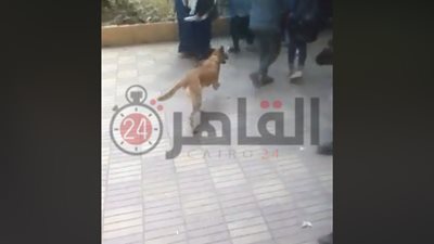 القبض على أسرة اقتحمت مدرسة طالبات بشبرا.. وتكشف سر الكلب