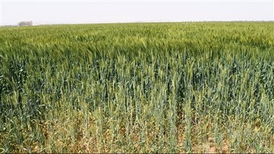 محافظ أسوان يعلن عن حوافز للمزارعين لتوريد القمح 