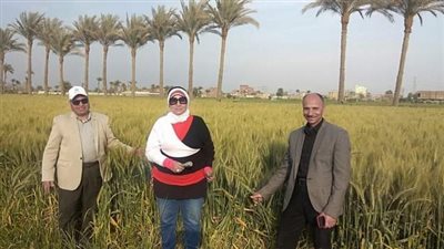 قُبيل موسم حصاد القمح.. وكيل زراعة الفيوم يقدم عدة نصائح للمزارعين بالحقول 