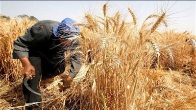 العربية للاستثمار الزراعي ترصد 1.2 مليار دولار حتى 2025 للحبوب والألبان واللحوم