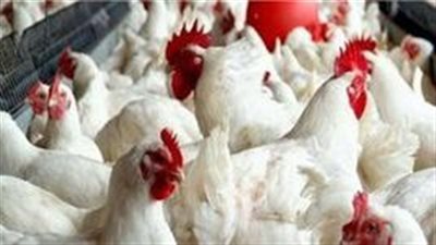 بث مباشر | مع قدوم شهر رمضان.. ارتفاع أسعار الدواجن والطيور واستقرار الخضروات والأسماك اليوم بالأسواق