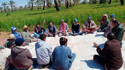 الزراعة: 169 مدرسة حقلية للمحاصيل الشتوية والإنتاج الحيواني والاستزراع السمكي في 18 محافظة