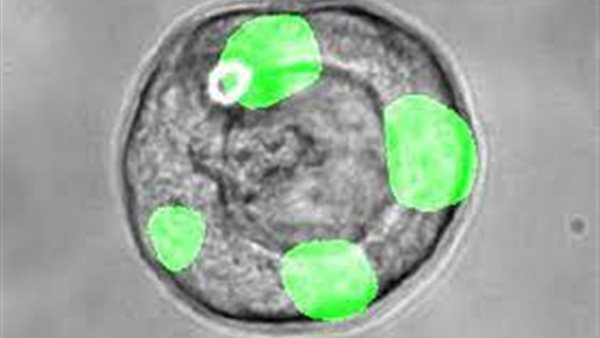 نوع جديد من الخلايا